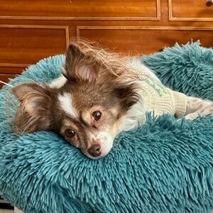 Meet your Posher, Christy